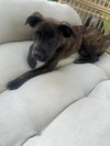 Tiger Lily (Peter Pan Litter)