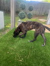 Tiger Lily (Peter Pan Litter)