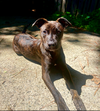 adoptable Dog in  named Tiger Lily (Peter Pan Litter)