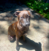 Tiger Lily (Peter Pan Litter)