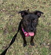 Tiger Lily (Peter Pan Litter)