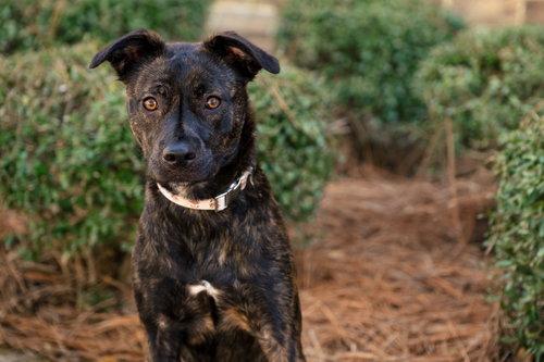 Tiger Lily AKA Remi, an adoptable Terrier in Holly Springs, NC