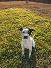 Wendy (Peter Pan Litter)