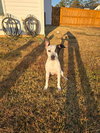 Wendy (Peter Pan Litter)