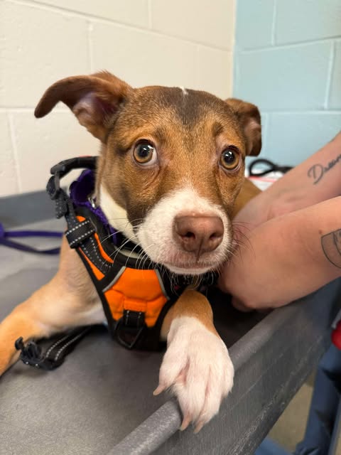 Ariana