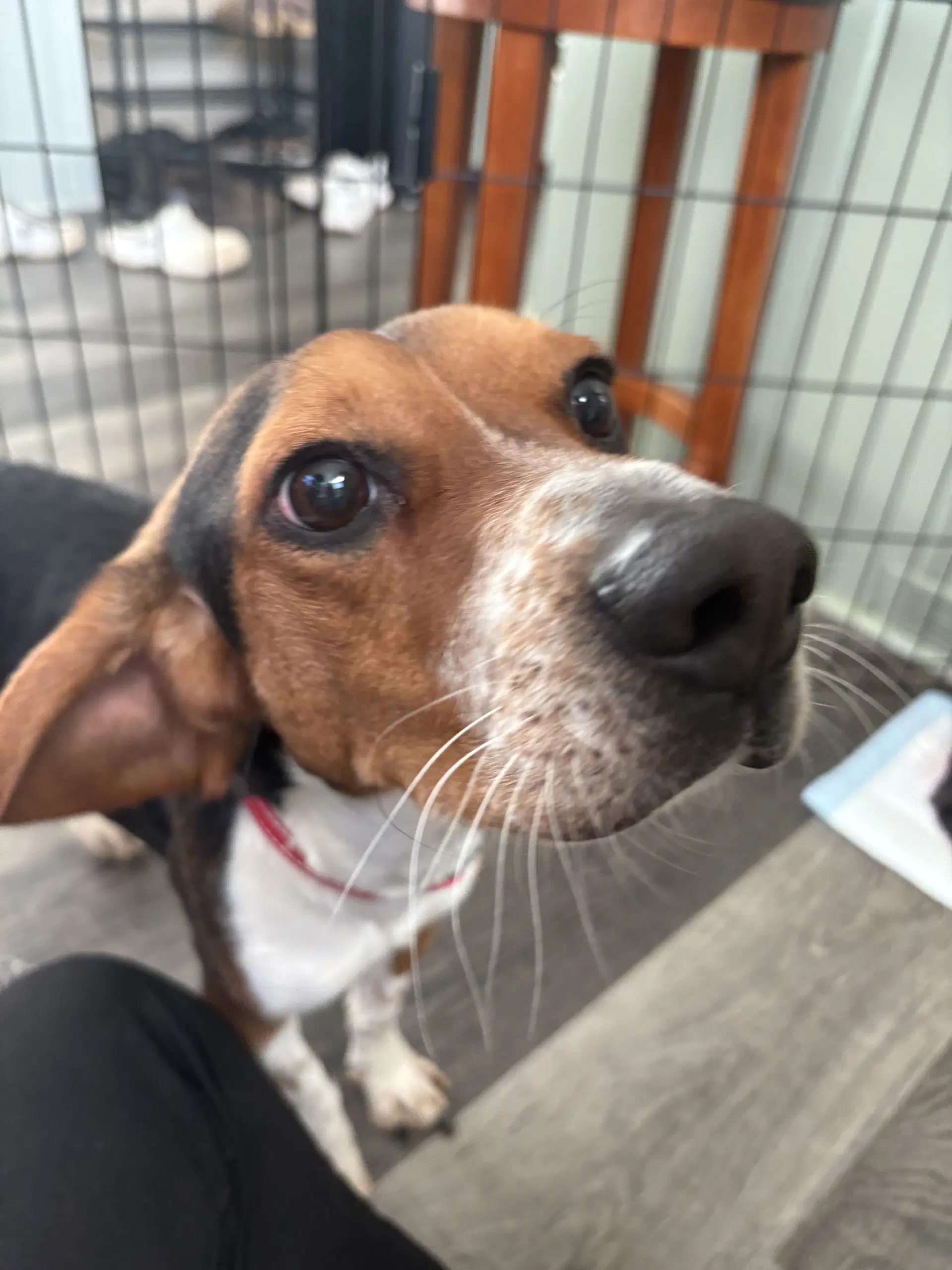 Rocky Beagle image 3