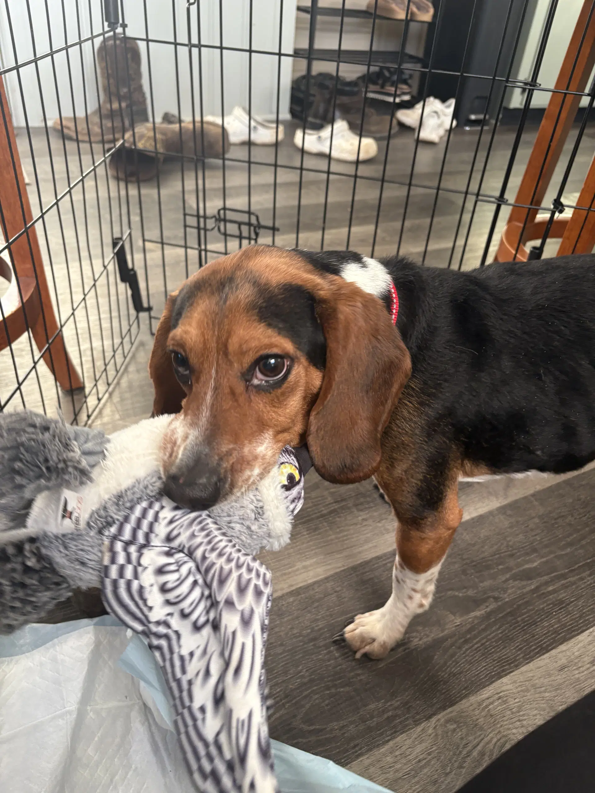 Rocky Beagle image 4
