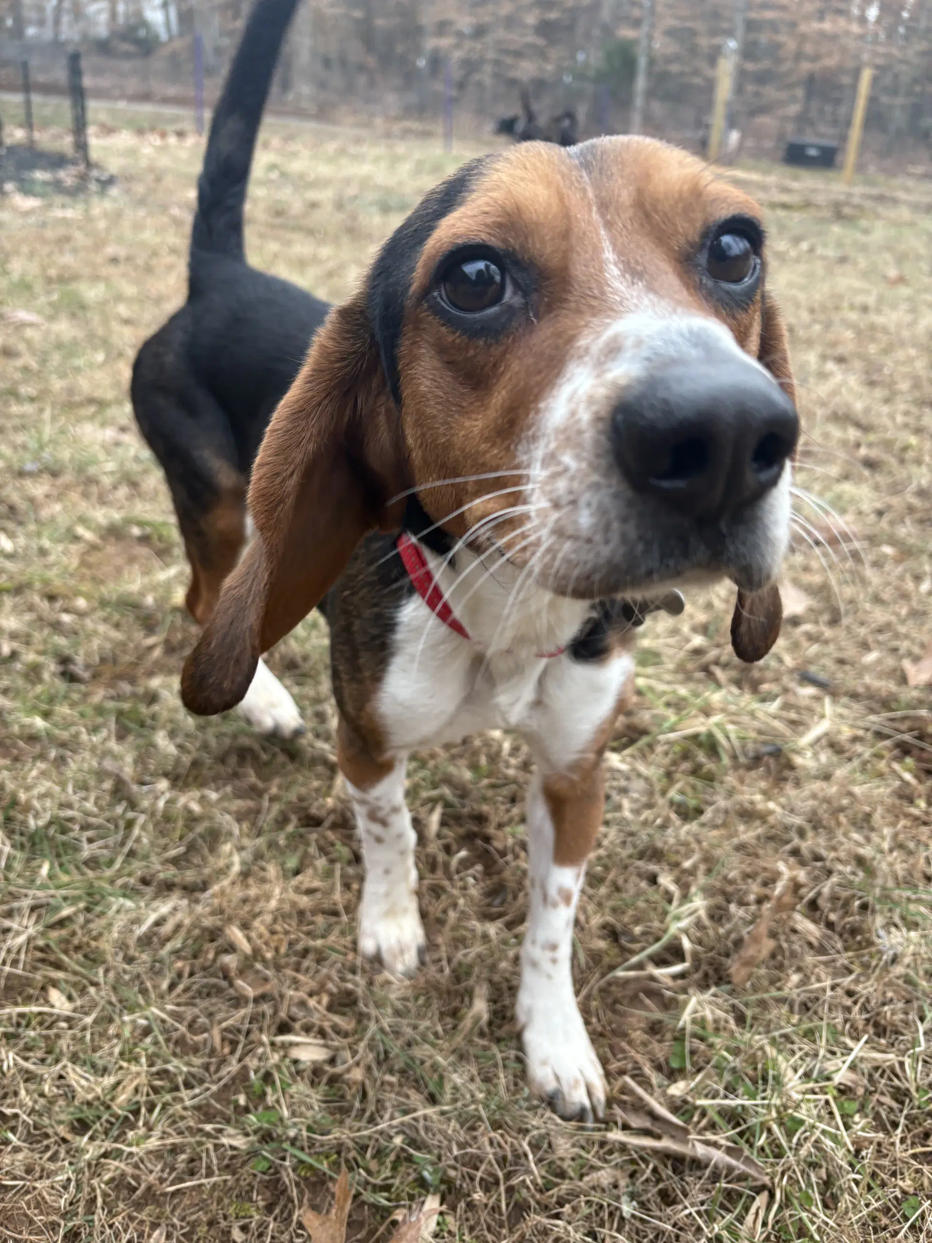 Rocky Beagle - Beagle