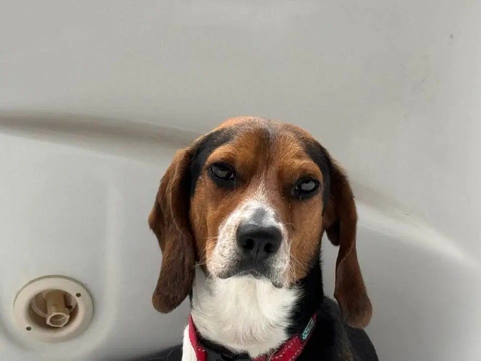 Rocky Beagle image 2