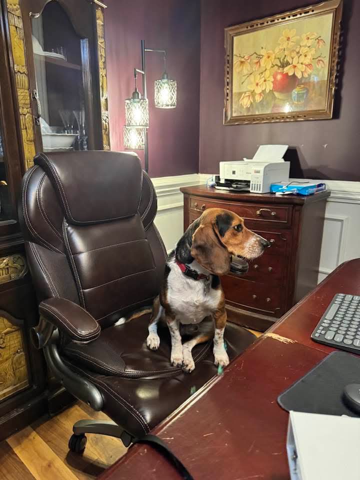 Rocky Beagle