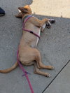 Finch - Photo 10