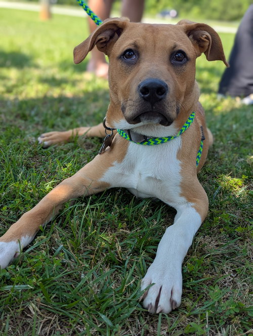 FINCH - American Staffordshire Terrier / Greater Swiss Mountain Dog available for adoption