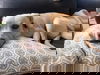 adoptable Dog in  named Coop