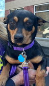 Chester the Little