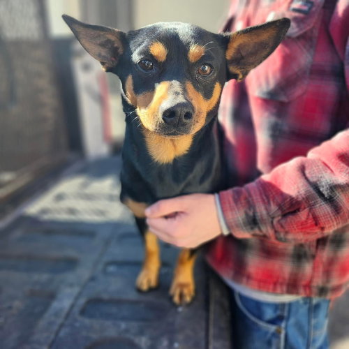 Chester the Little