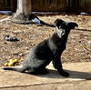 Janice: Electric Mayhem Litter