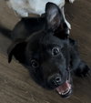 Janice: Electric Mayhem Litter