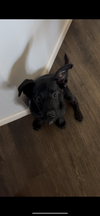 Janice: Electric Mayhem Litter