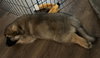 Zoot: Electric Mayhem Litter