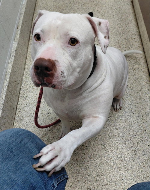 SADIE MAE - American Staffordshire Terrier / Bullmastiff available for adoption