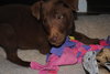Tyce-Application Pending