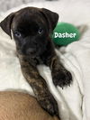 Dasher