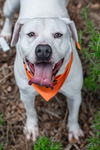 adoptable Dog in  named Dolly