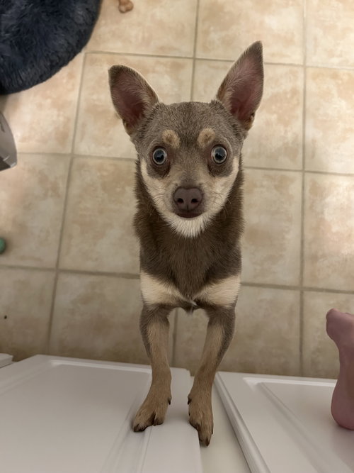 Nacho