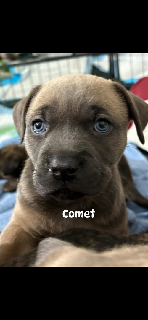 Comet