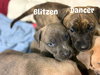 Blitzen