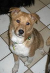 Vito-Application Pending