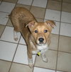 Vito-Application Pending