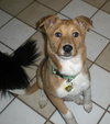 Vito-Application Pending