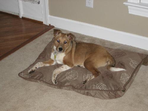Vito-Application Pending