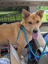 Miley - Apple Orchard Mom