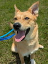 adoptable Dog in  named Miley - Apple Orchard Mom