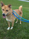 Miley - Apple Orchard Mom