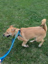 Miley - Apple Orchard Mom