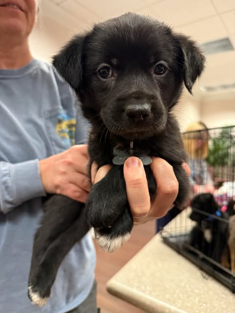 Loki - Apple Orchard Litter