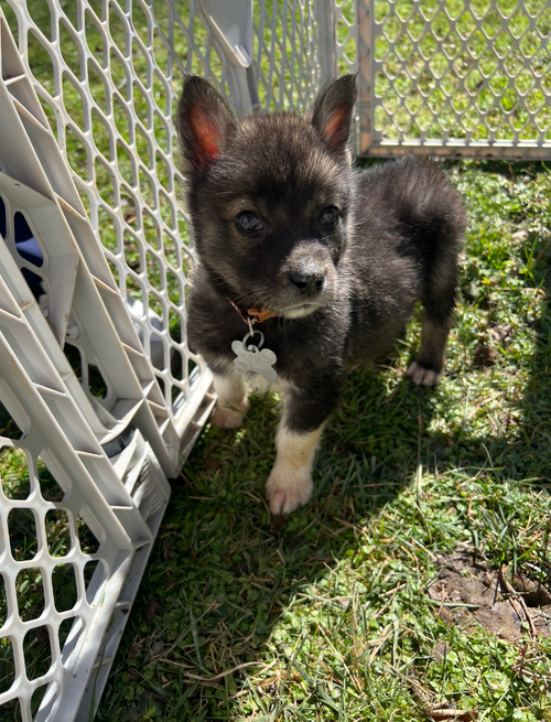 Balto - Apple Orchard Litter