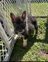 Balto - Apple Orchard Litter