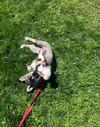 Balto - Apple Orchard Litter