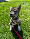 Balto - Apple Orchard Litter