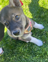 Balto - Apple Orchard Litter