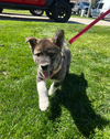Balto - Apple Orchard Litter
