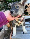 Balto - Apple Orchard Litter
