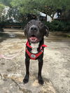 adoptable Dog in  named Tink