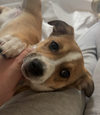 Cinnamon