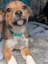 Ryder