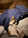 Wilbur
